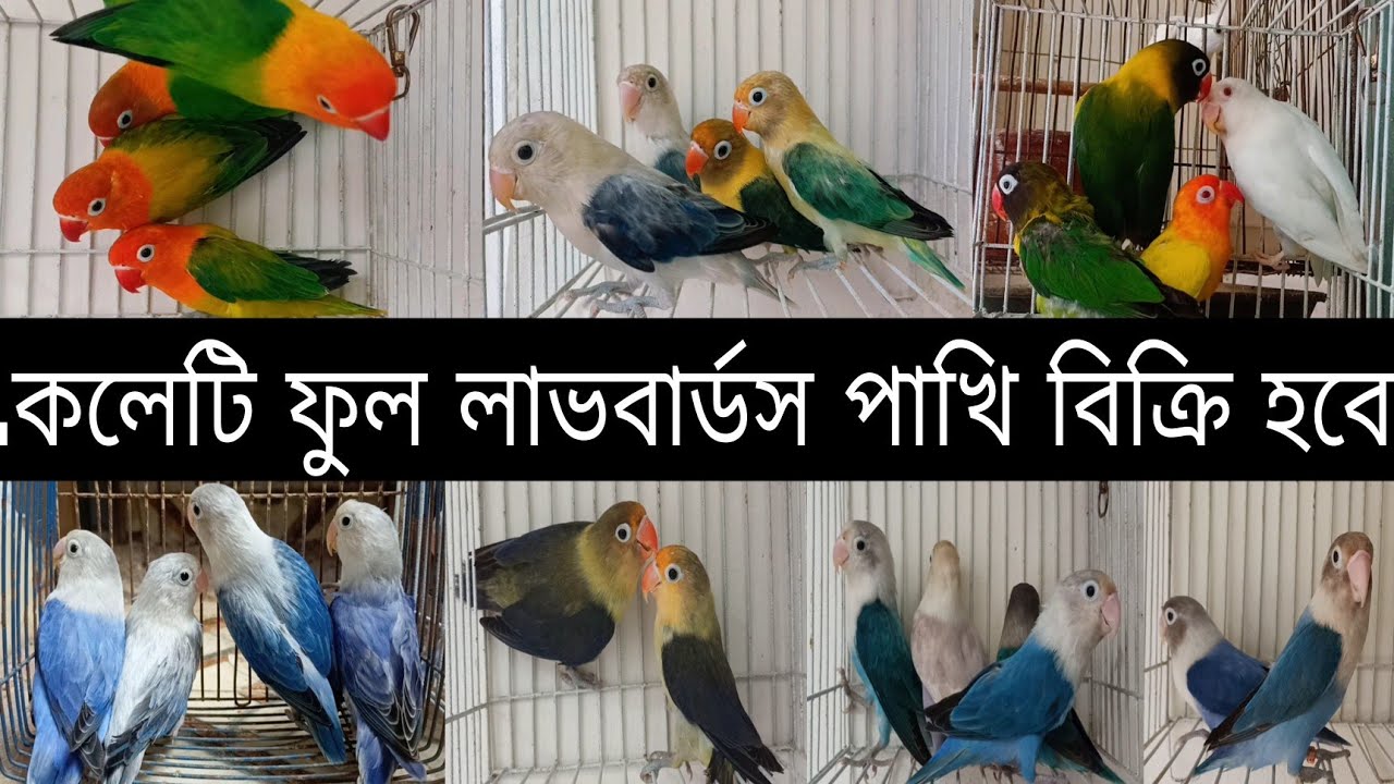 এতো লাভবার্ডস পাখি এক সাথে বিক্রি হবে ( 2025 ) Love Bird Collection