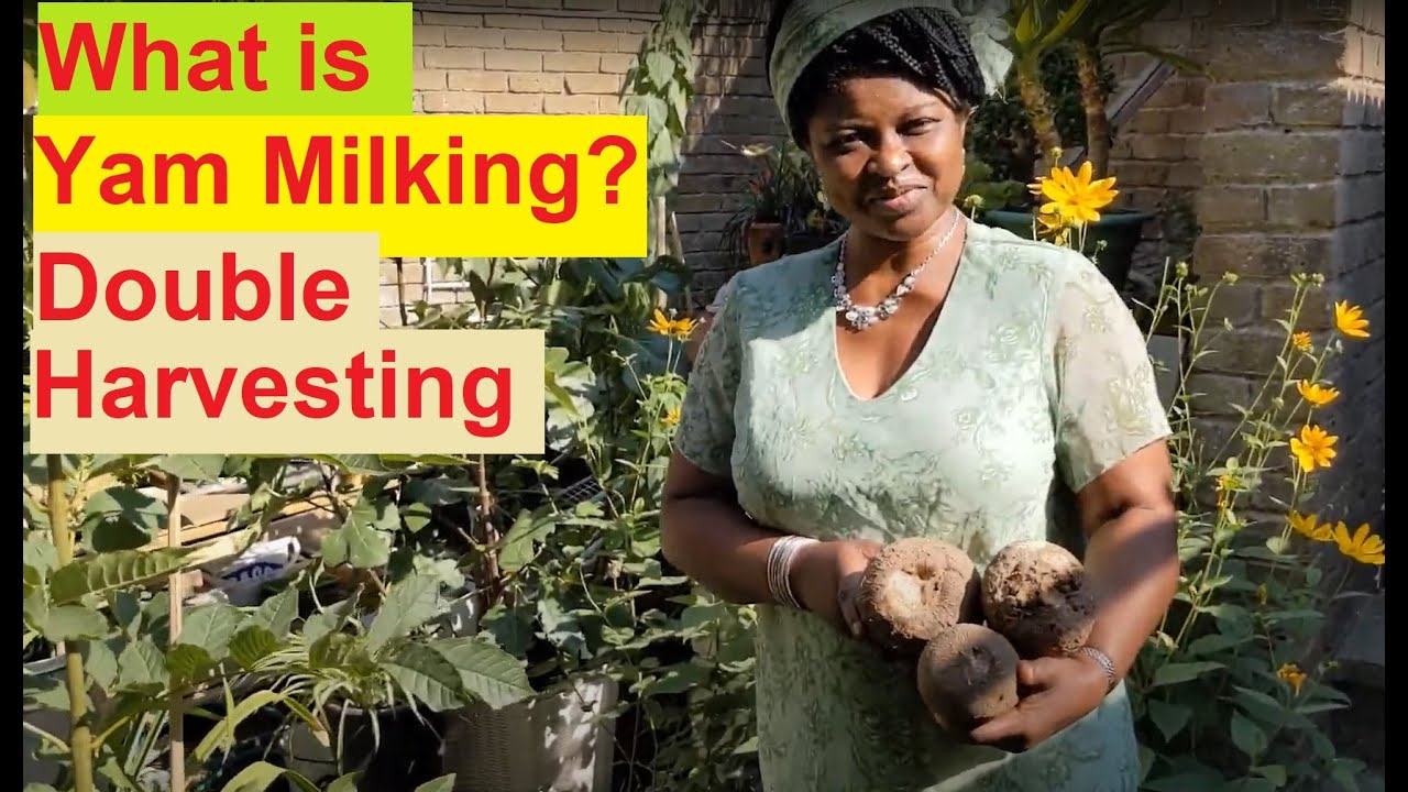 How do you Know Your Yam is Ready for Harvesting? What is Yam Milking?