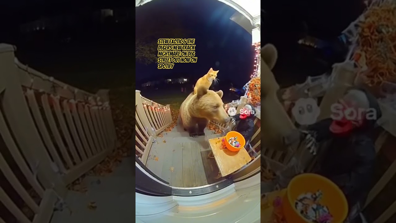 Animals Steal Halloween Candy Caught on Camera!