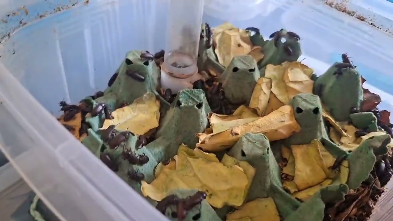 Mostrando minhas criações de insetos.