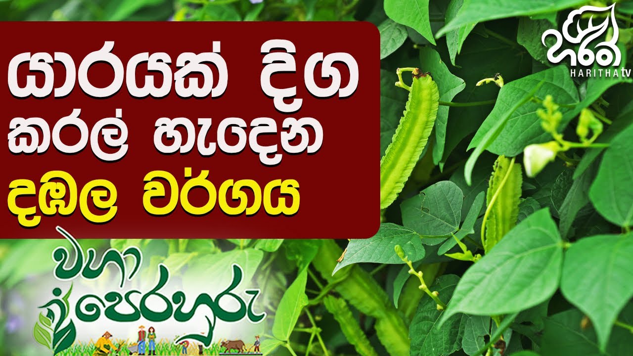 අවුරුද්ද පුරා අස්වැන්න දෙන යාර දඹල | Haritha Tv | Yara Dambala