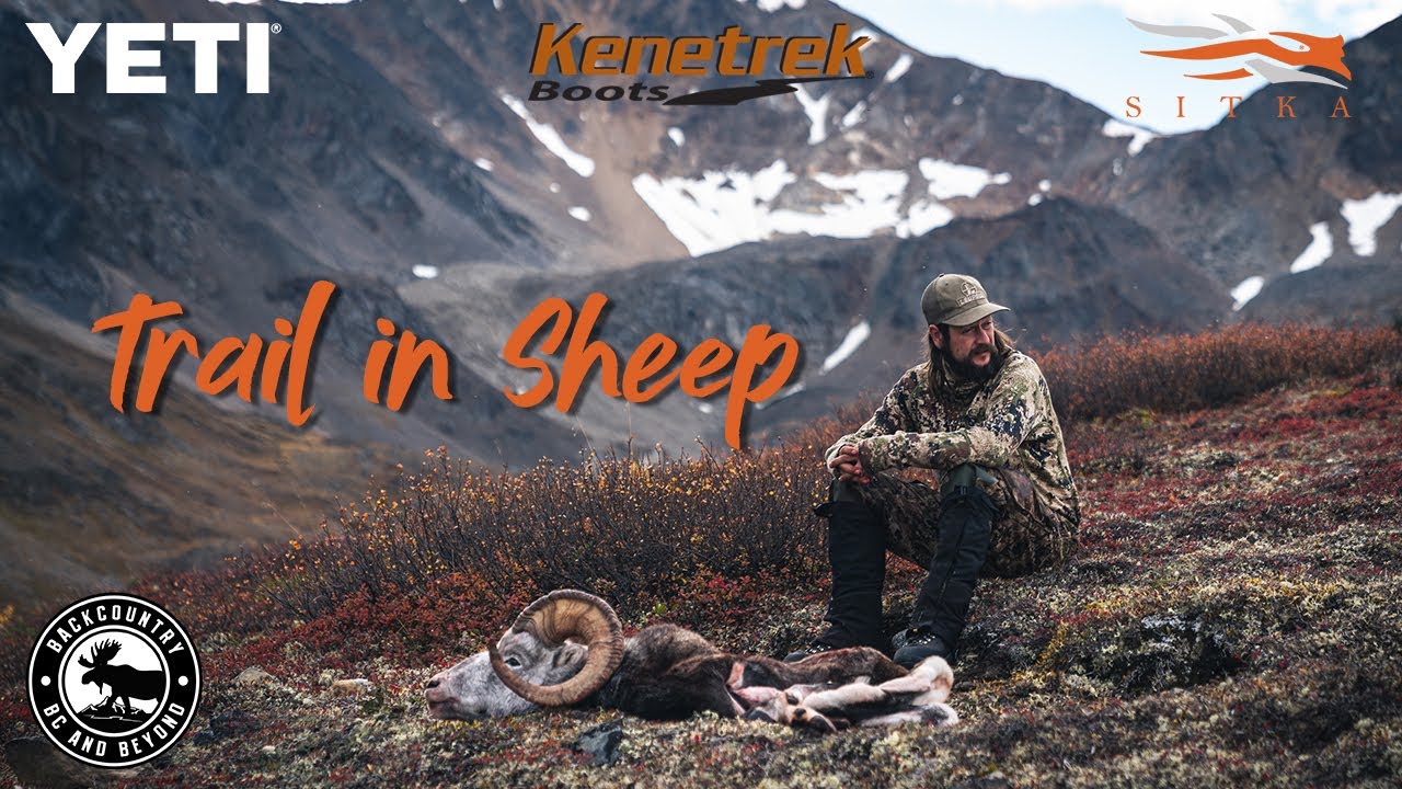 TRAIL IN SHEEP HUNT