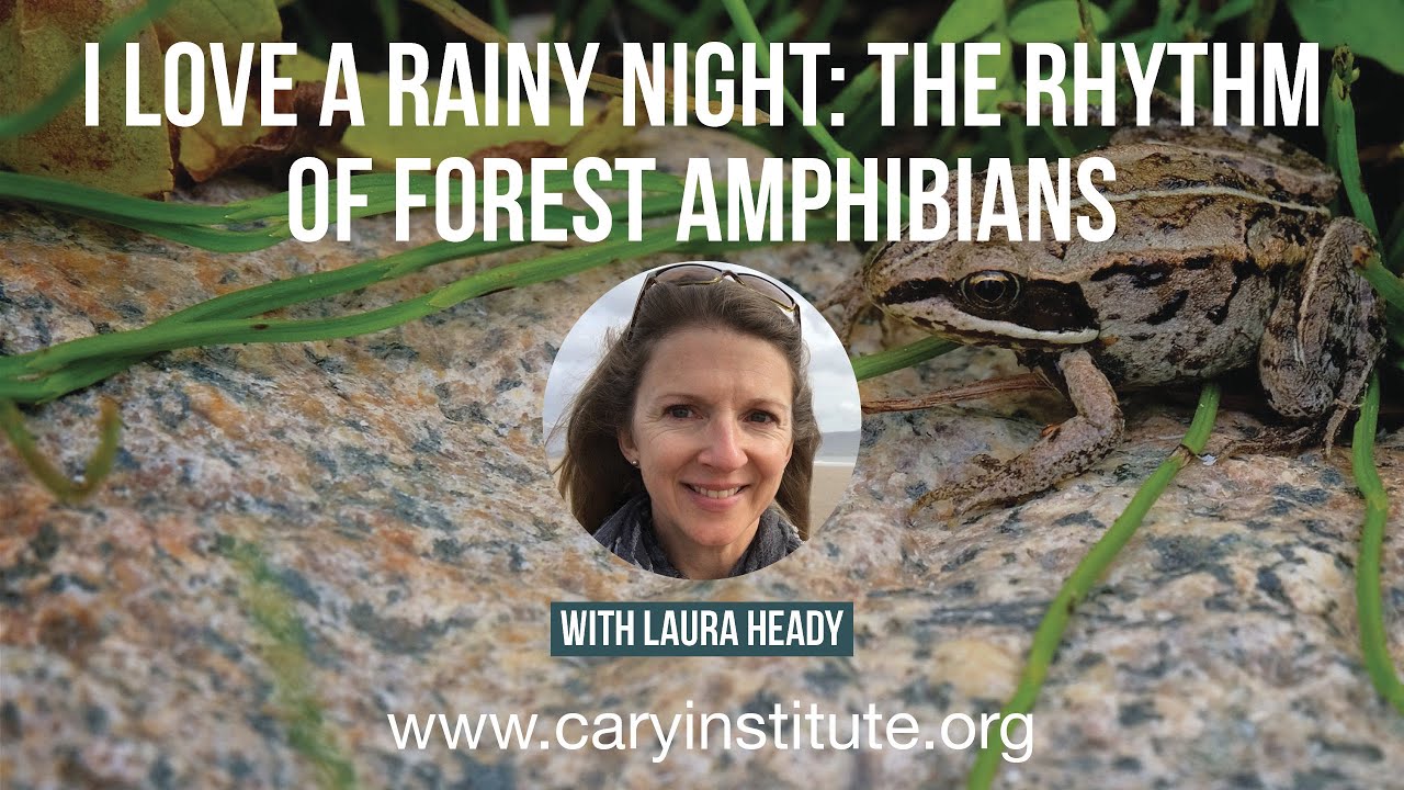 I Love a Rainy Night: The Rhythm of Forest Amphibians