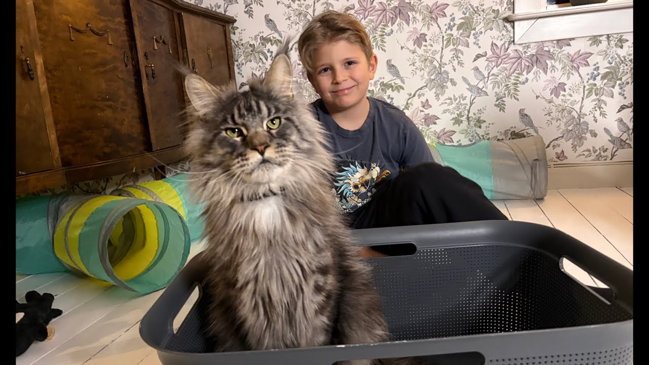 LIVE: Brock The Maine Coon