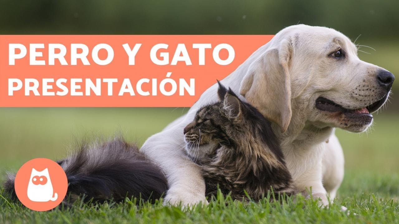 &iquest;C&oacute;mo presentar un perro y un gato? - &iexcl;Cons&iacute;guelo en 5 pasos!
