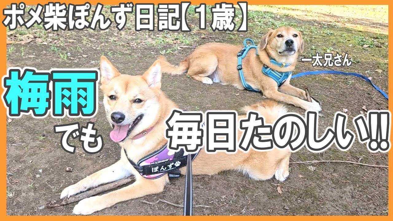 ポメ柴ぽんず日記【梅雨でも毎日たのしい!!】友だちいっぱい♪