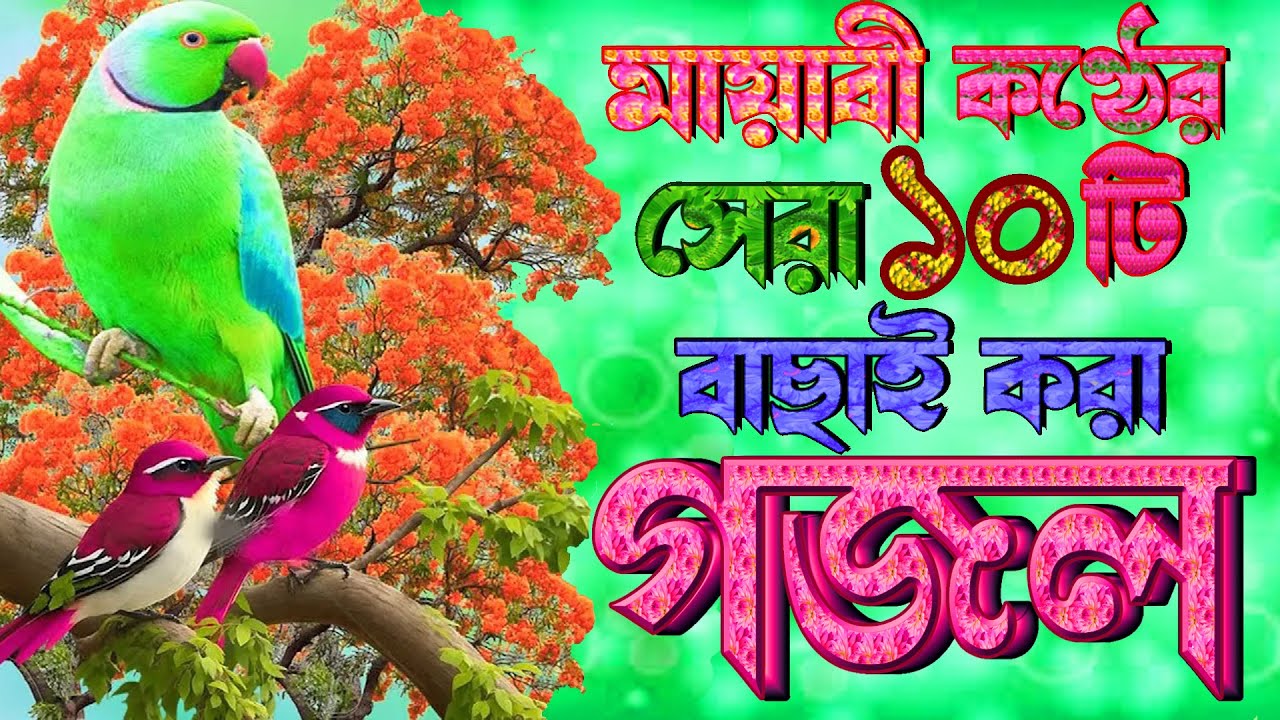 এই বছরের সেরা ১০টি গজল |মন প্রান উজার করা গজল |Selected Best Gazal |Machuma Aktar Gojol,Bangla Gajal