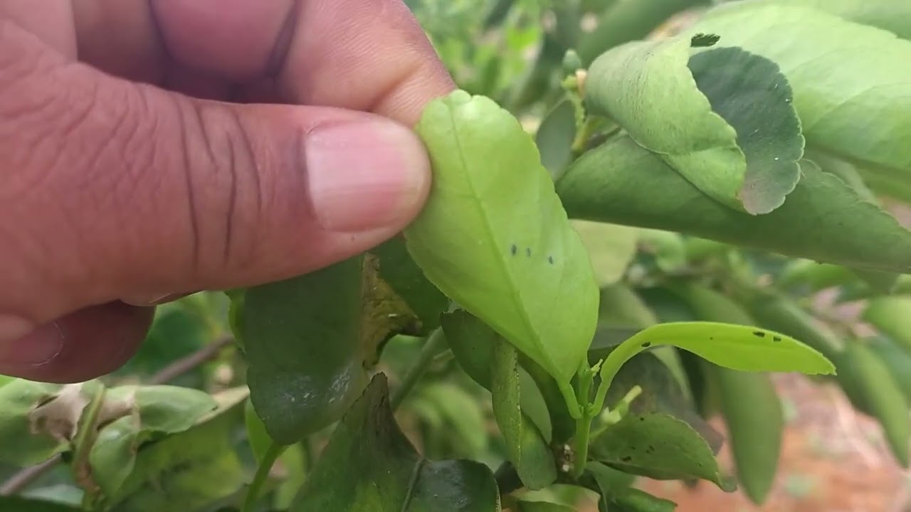 132- Pitaya no Sistema Agroecológico 
