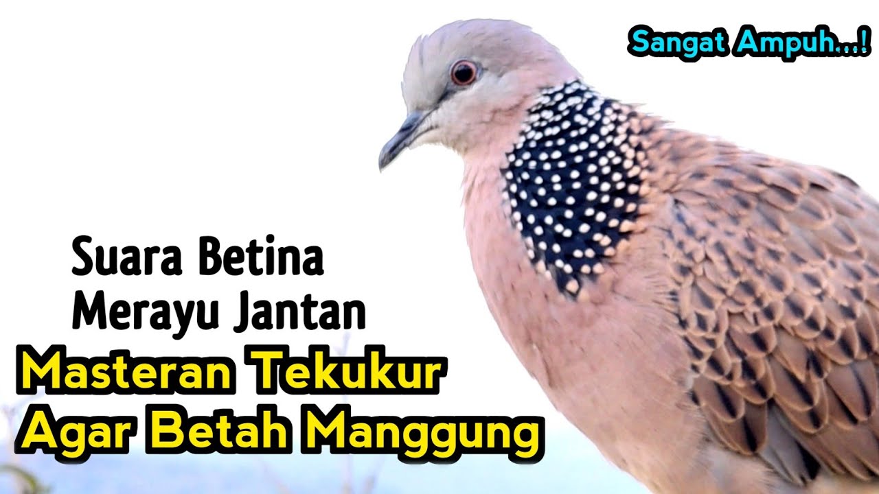 Suara Tekukur Betina Memanggil Jantan - Bikin GACOR