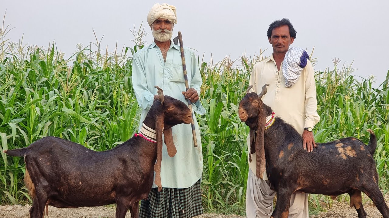 Kamori Goat Breed | Documentary