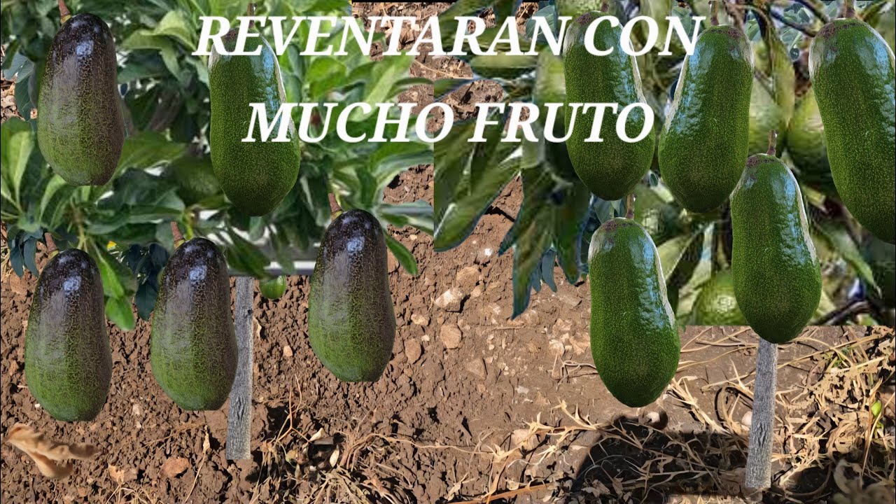 COMO.HACER PARIR TUS PLANTAS DE AGIACATE HACIENDO ESTA PODA AVOCADO