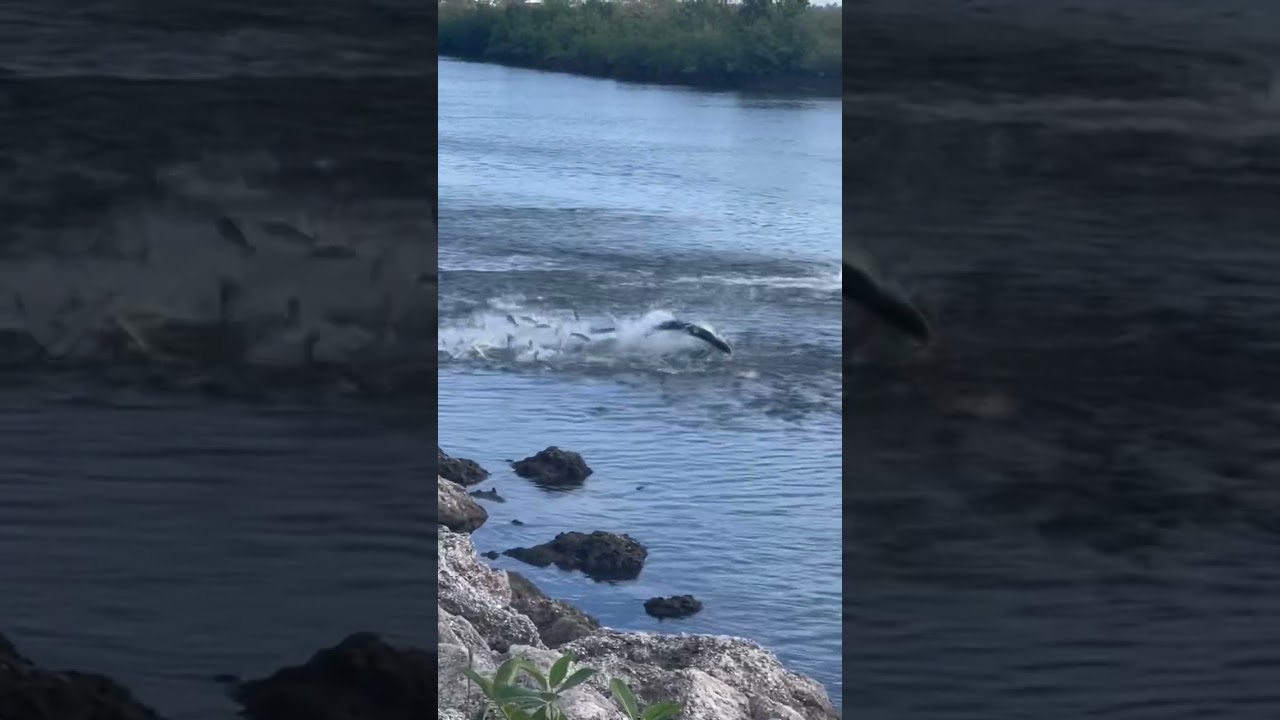 BIG TARPON GOES CRAZY ON MULLET SCHOOL!