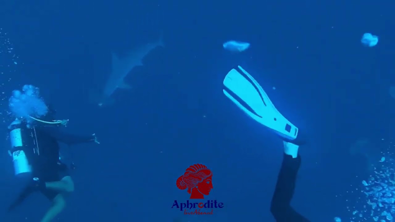 🌊 Dive Safari in the Red Sea &ndash; an unforgettable adventure! 🐠