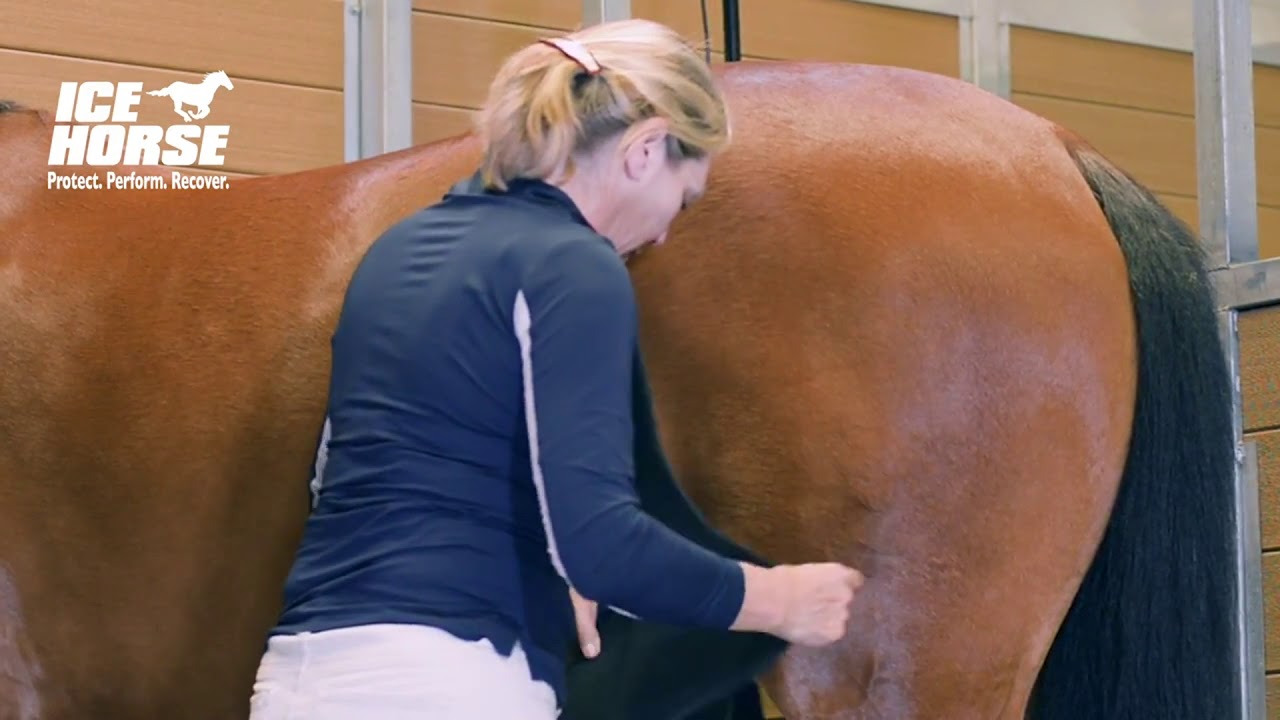 Ice Horse Stifle Wrap