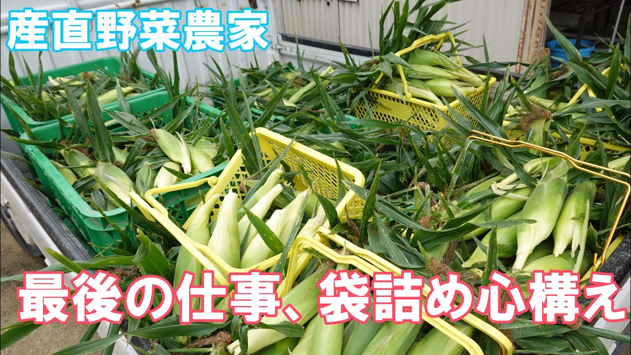 とうもろこし袋詰め、初心を忘れずに少し産直農家さんへのメッセージ風に作ってみました。