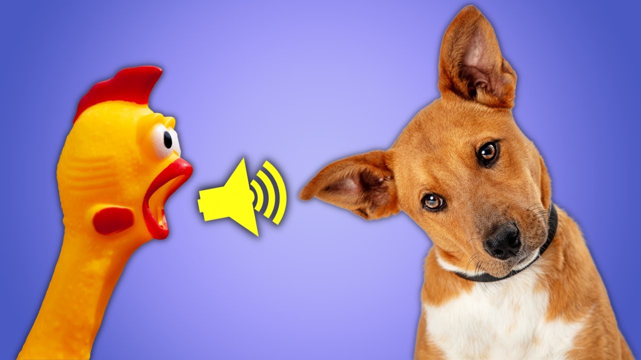 10 Sons para Cachorros Amarem, Latirem e Uivarem Parte II – Som que Cães Amam Ouvir e Ficam Curiosos