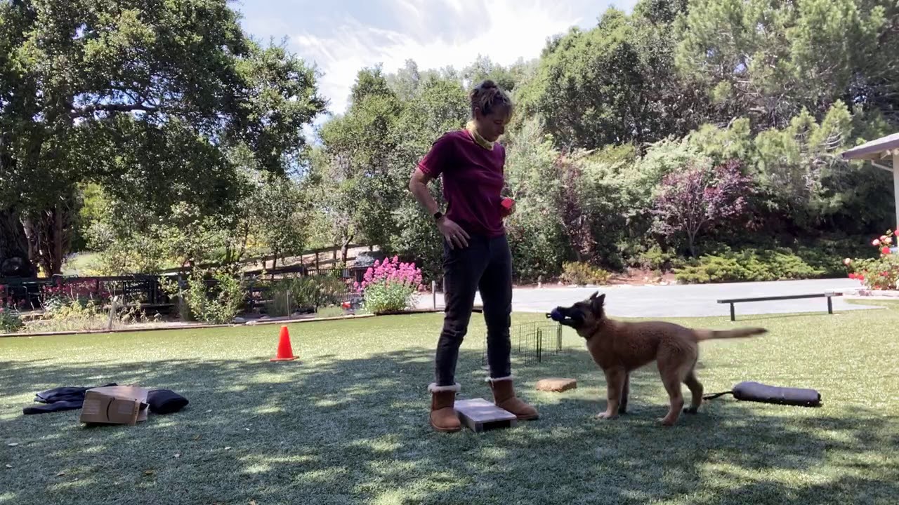 Dice 13 weeks working Fenzi foundation skills for a dog sports future