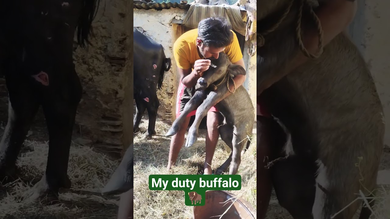 Love with Baby Buffalo🦬 #love #animals #cute