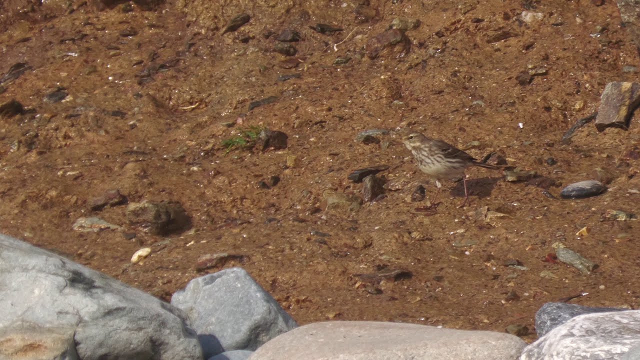 Water Pipit. Little London Beach. Marazion.