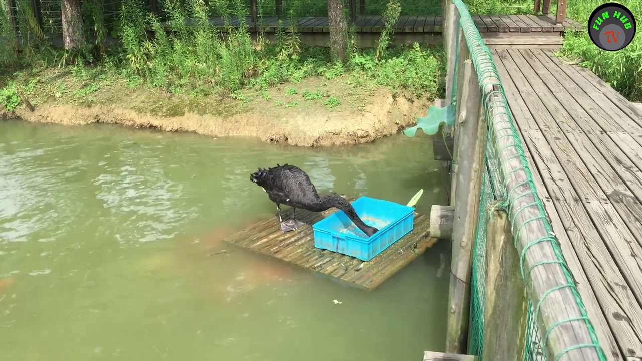 Rare Animal Teamwork - Compilation **Amazing**