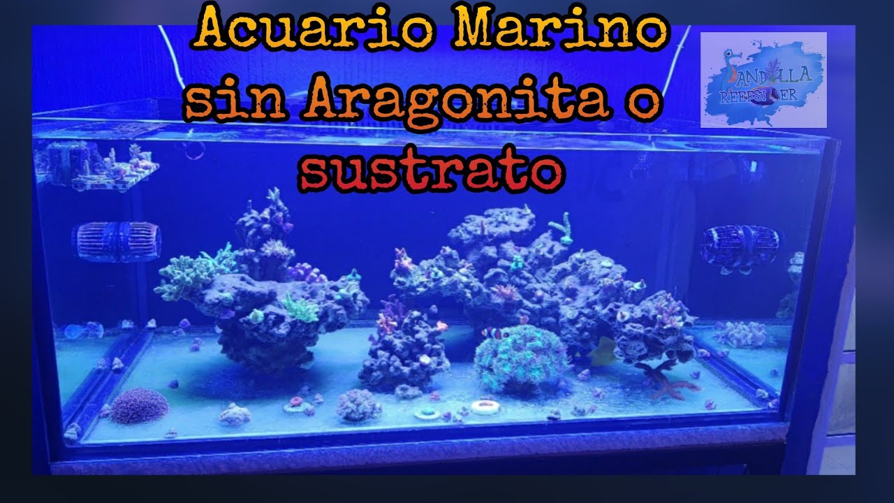 Acuario Marino sin Aragonita o Sustrato (el acuario de Alex Landetta)