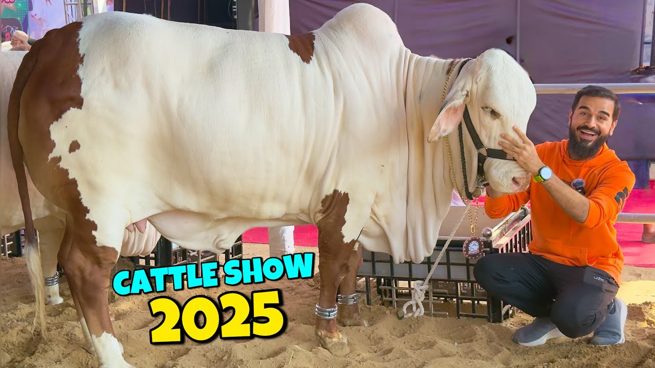 Bakra eid 2025 ke VIP janwar agae 😍🐂 Karachi mein cattle show shuru hogaya