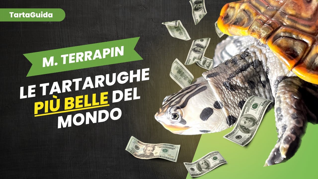 Le TARTARUGHE più belle del MONDO - Malaclemys terrapin, dimondback turtle - TartaGuida