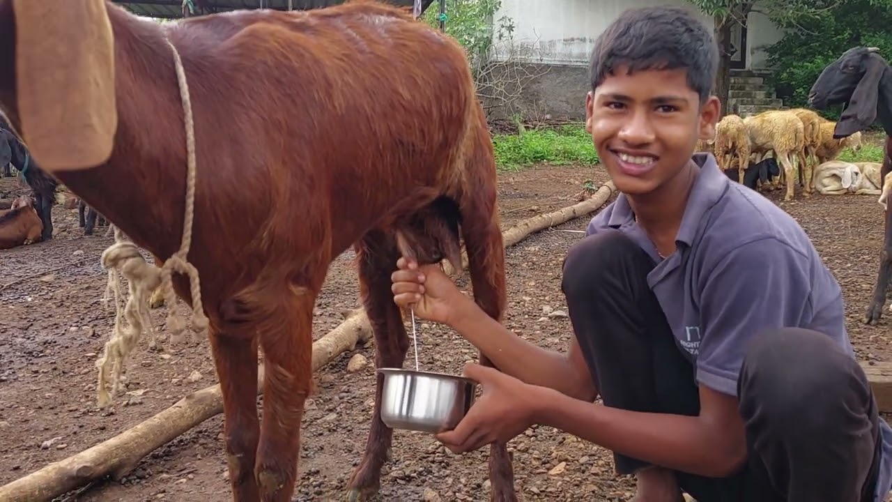 #viral #goat 🐐#milking 🙏👌🥛🌾🌿🌦🌨