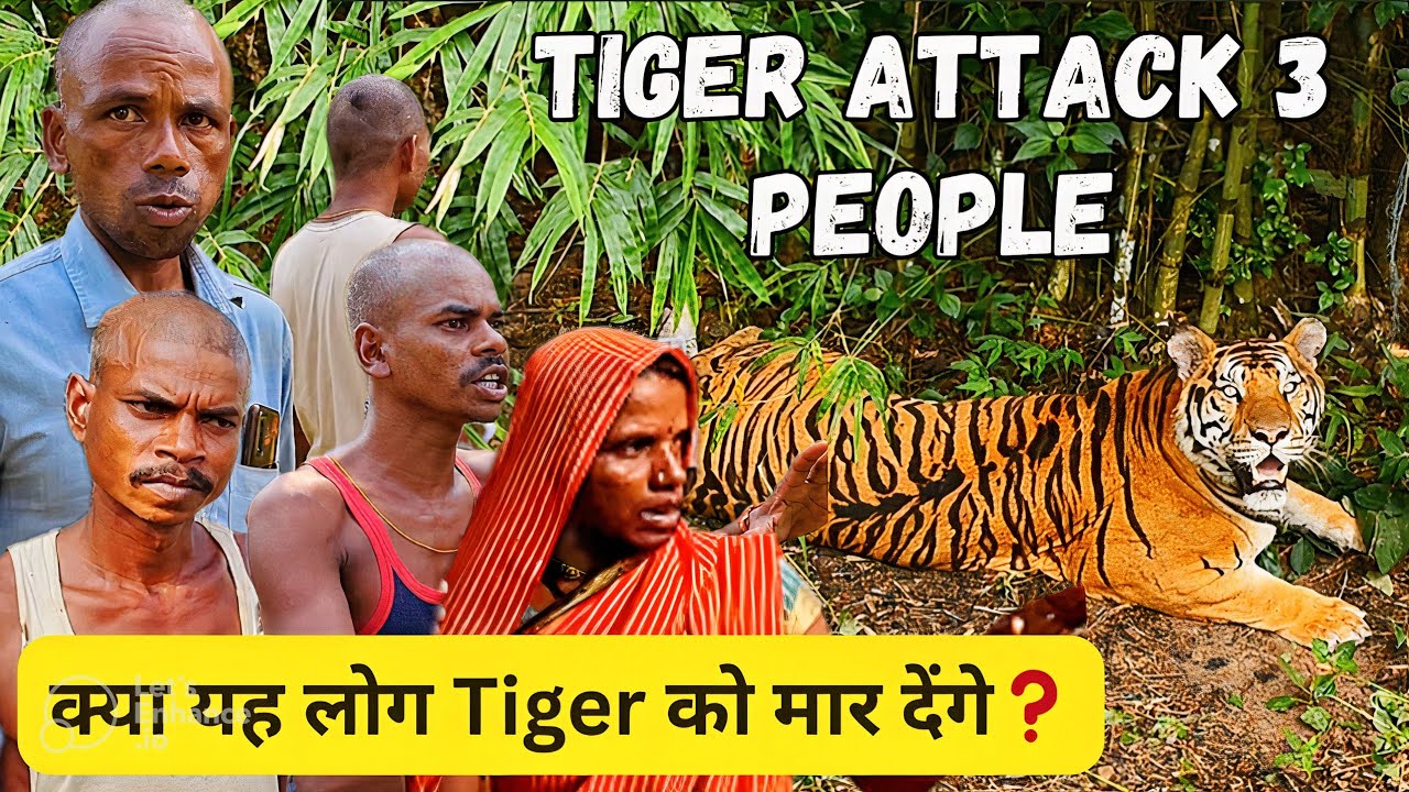 Tiger Attacks of Bandhavgarh EP 2, Helpless Villagers in fear after Tiger Attack 3 people
