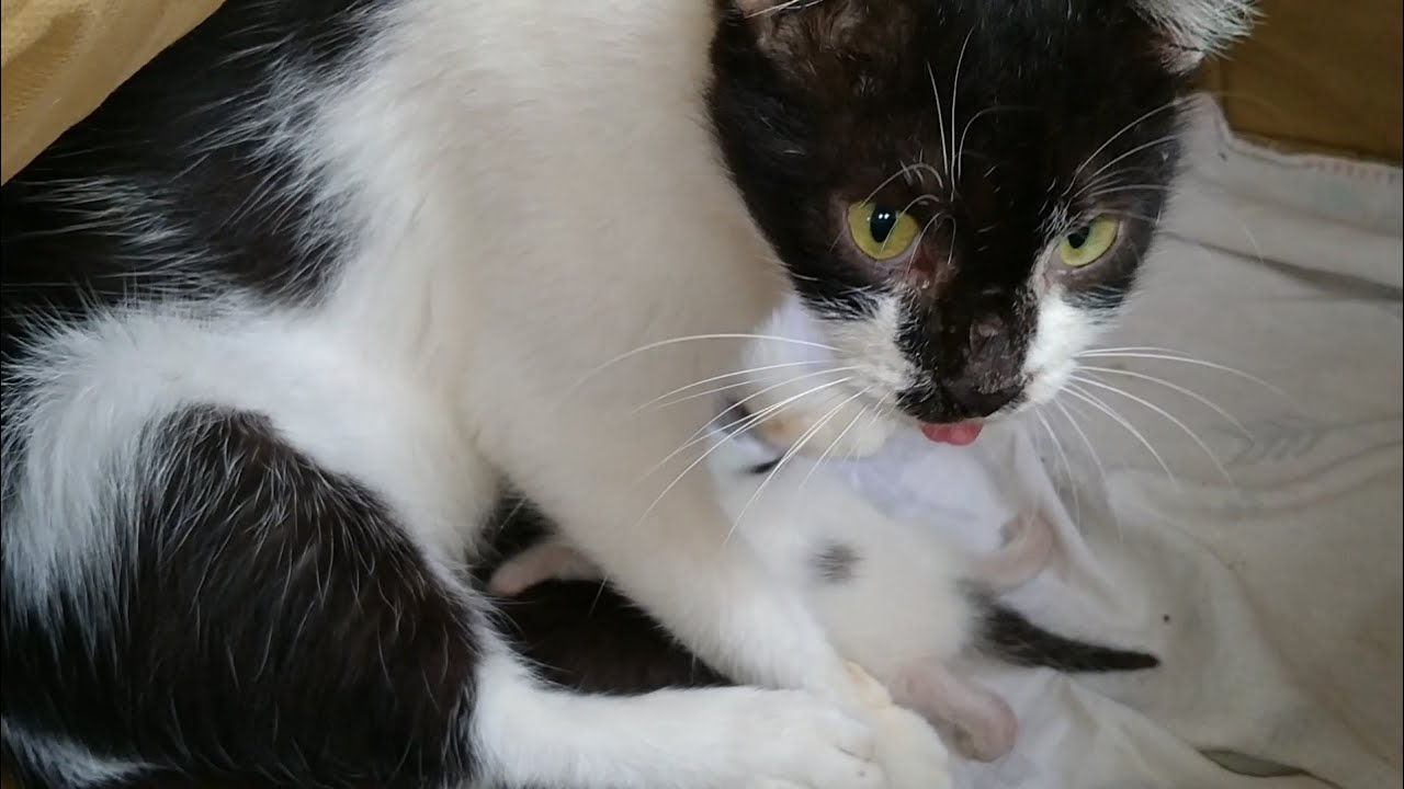 Mother Cat Start Hissing When She Hear Other Cat Meowing
