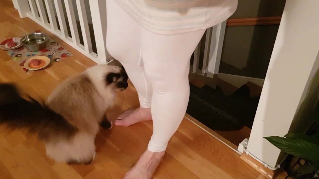 Birman cats have awesome character