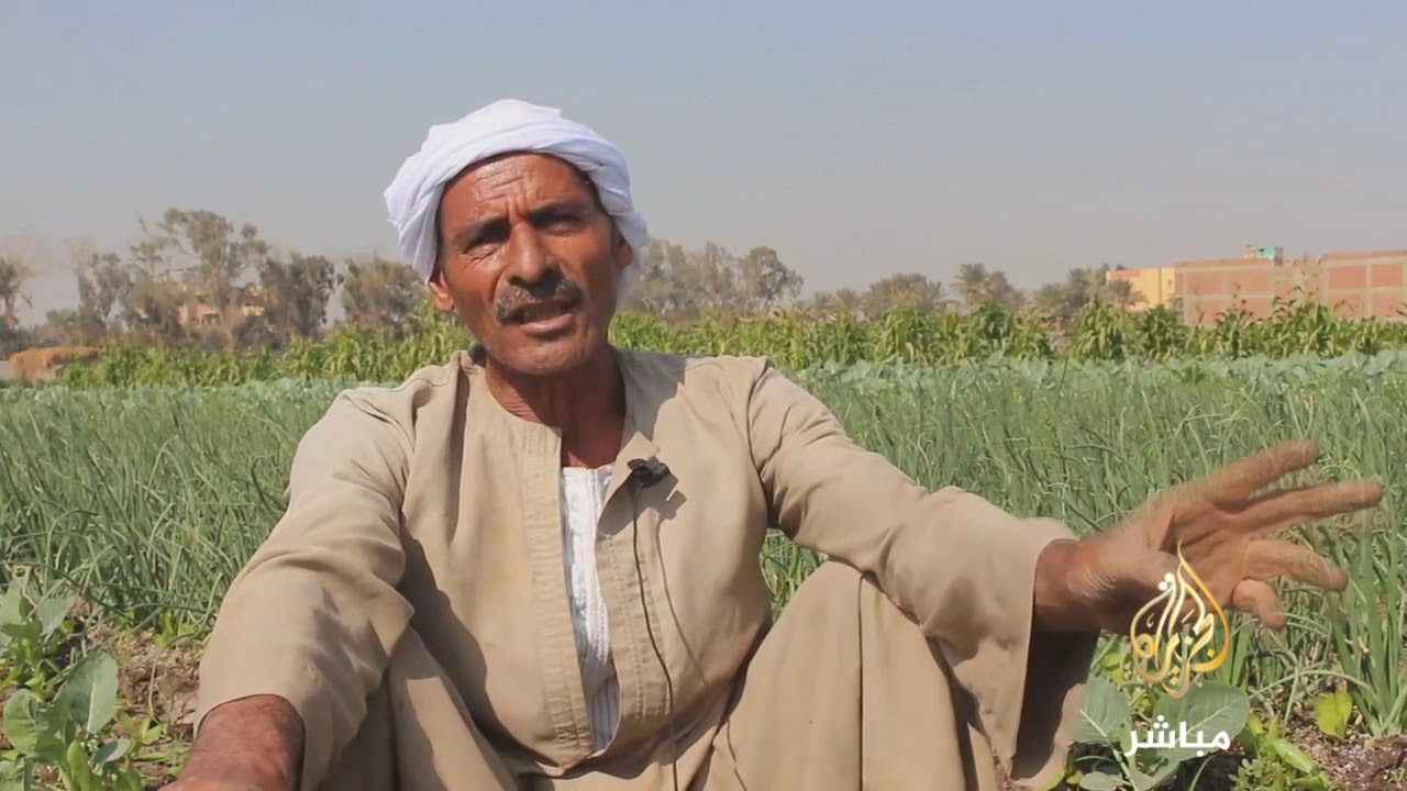 تعرف على مواسم زراعة الخس وحصاده #مصر