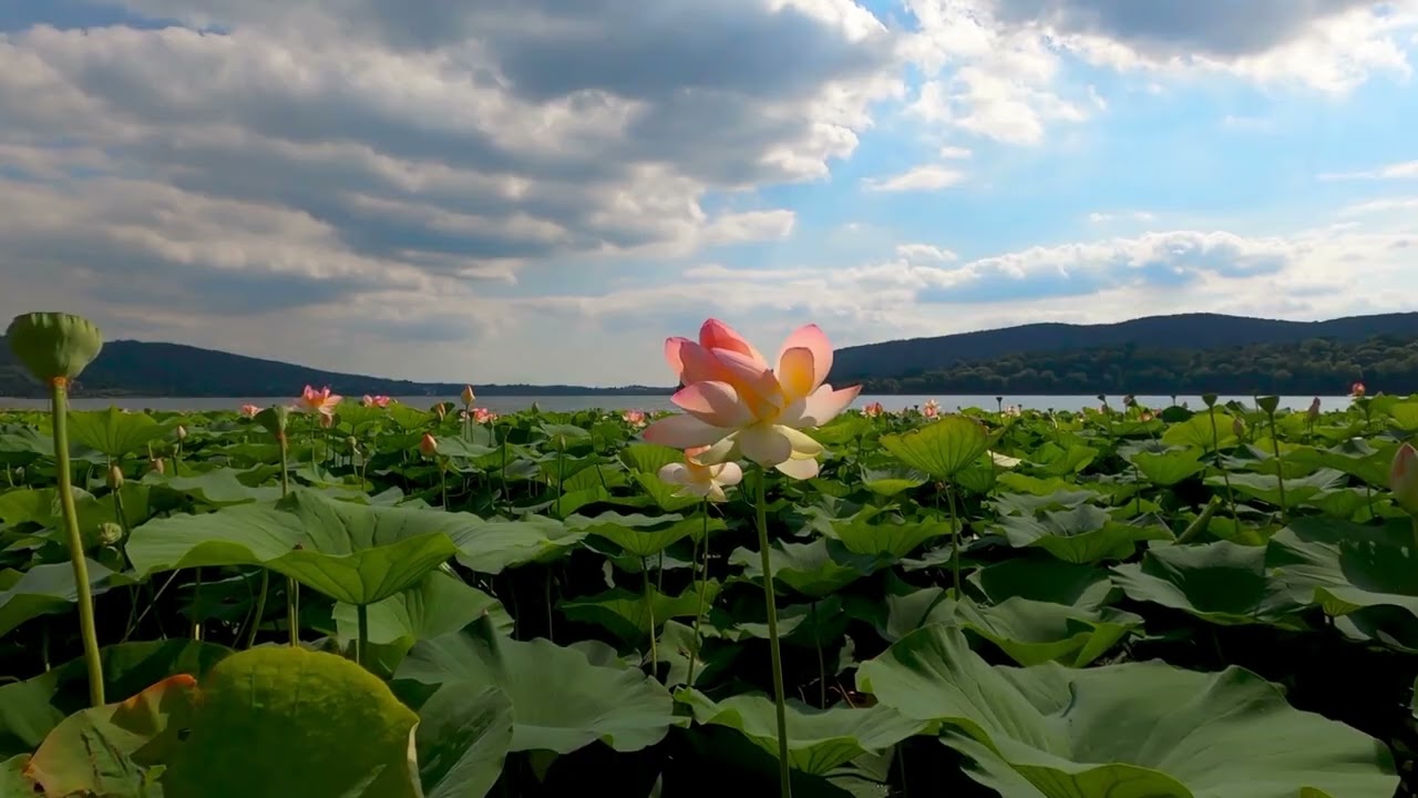 සංඥාවේ නානත්වය සහ අත්දැකීමේ මුලාව