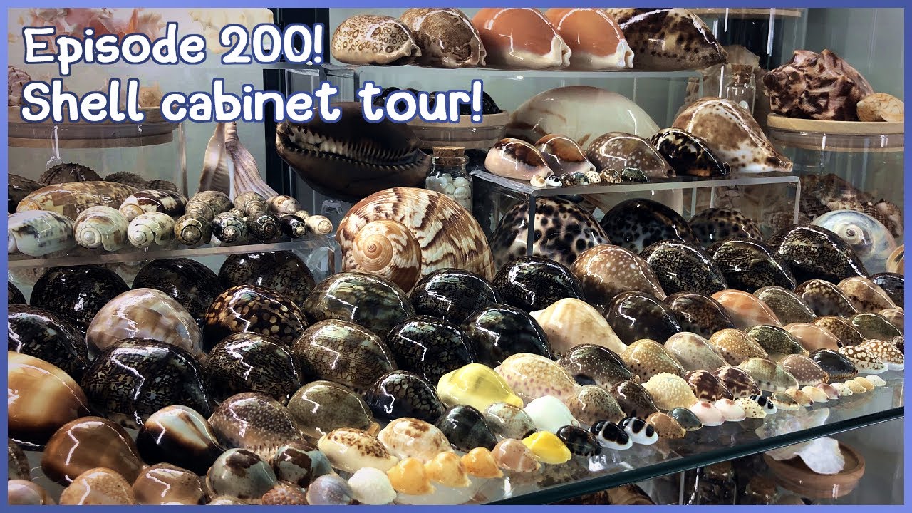 Shell Cabinet Tour! What Seashells Have I Collected? (Episode 200) #shells