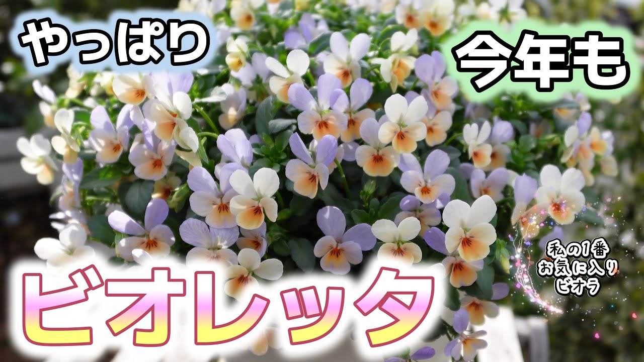 【私のNo.1ビオラ】ビオレッタついにお迎え！今年も6株育てます！