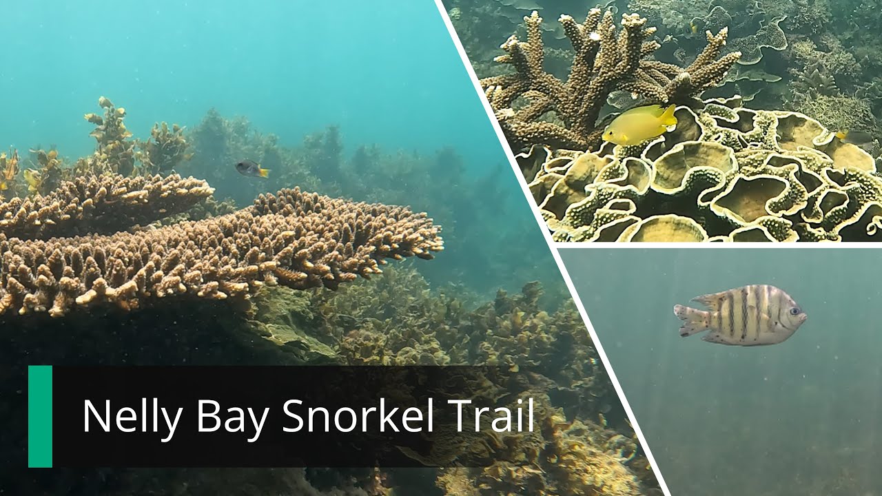 Nelly Bay Snorkel Trail - Diving Magnetic Island