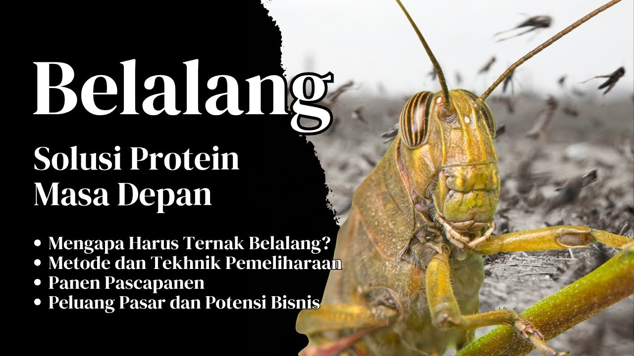 Ternak Belalang, Solusi Protein Masa Depan yang Ramah Lingkungan