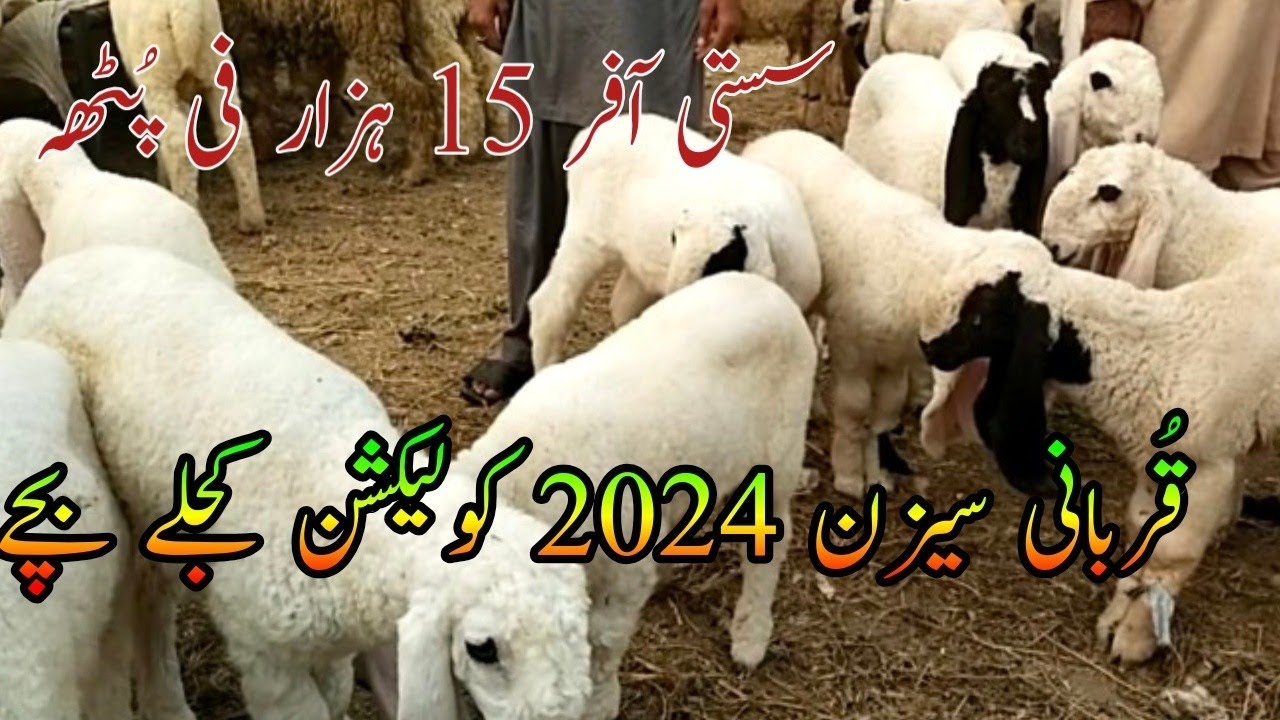 7 November 2023 chowk azam bakra mandi rate update || Top class kajlay kids | Qurbani season 2024