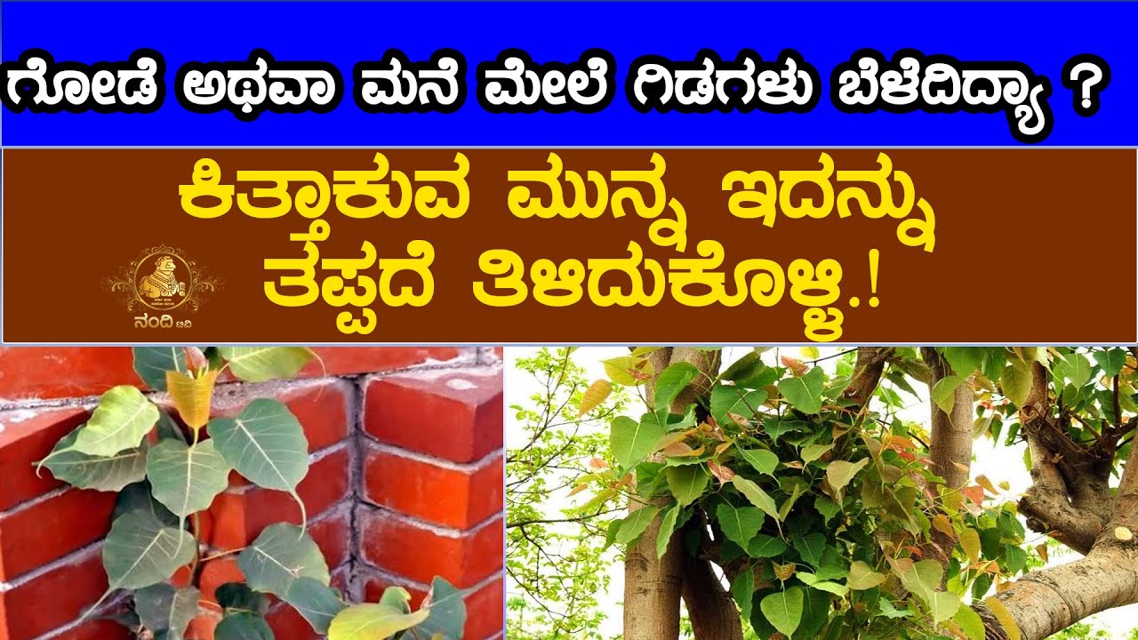 Nandi Tv Karnataka | ಗೋಡೆ /ಮನೆ ಮೇಲೆ ಗಿಡಗಳು ಬೆಳೆದಿದ್ಯಾ ಕಿತ್ತಾಕುವ ಮುನ್ನ ಇದನ್ನು ತಪ್ಪದೆ ತಿಳಿದುಕೊಳ್ಳಿ!