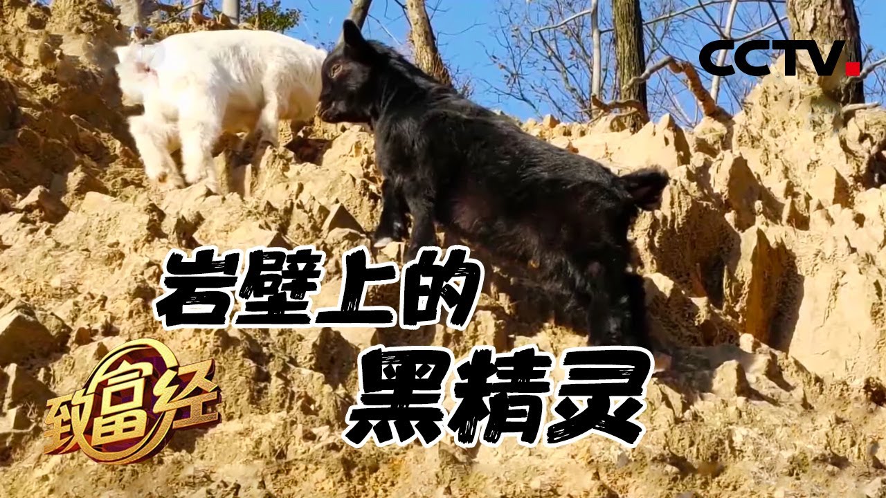 什么羊让年薪百万小夫妻返乡创业？同样品种凭啥他的售价贵一倍？年产值突破1.2亿元！ | CCTV「致富经」20210308