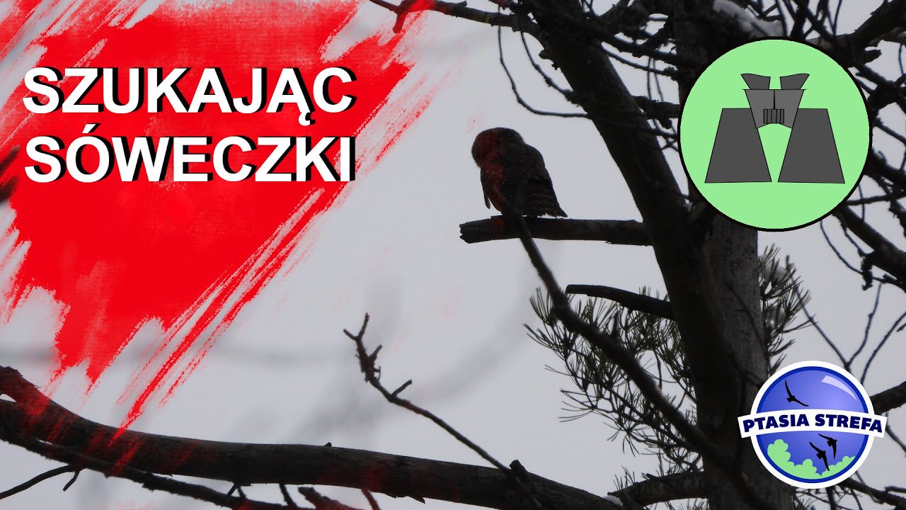 Na tropie sóweczki