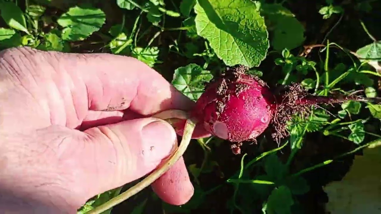 2026 Asi va la huerta en invierno