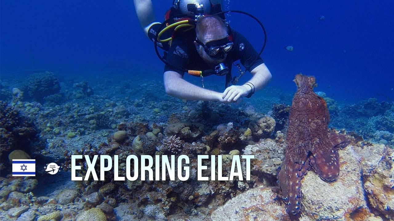 Exploring Eilat - The red sea Oasis in the Israeli desert