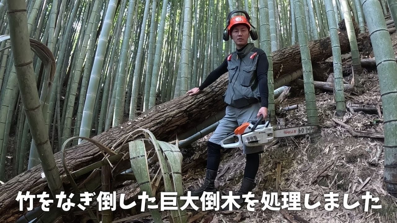 竹林内の倒木処理