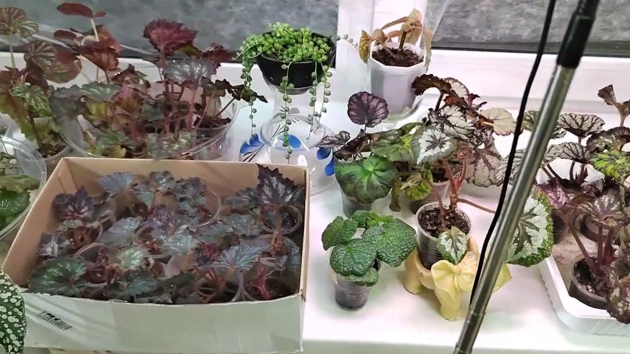 Бегонии🌿. Поздравление 🎉. Рассуждение часть 1. 😊🌷