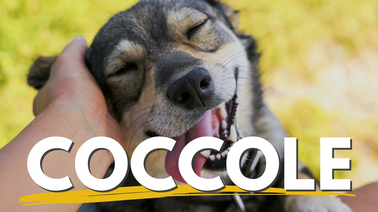 Quante coccole posso fare al cane?