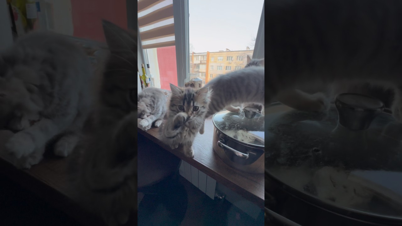 Госконтроль 😂 #cat #веселыекоты #котик #прикольныекоты #кот #kitten #котики #милота #котята