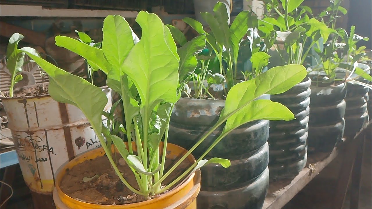 تصوير المزروعات السلق والفلفل والباذنجان والطماطة والرقي تصوير مسلي  🥬🌶️🍆🍅🍉 