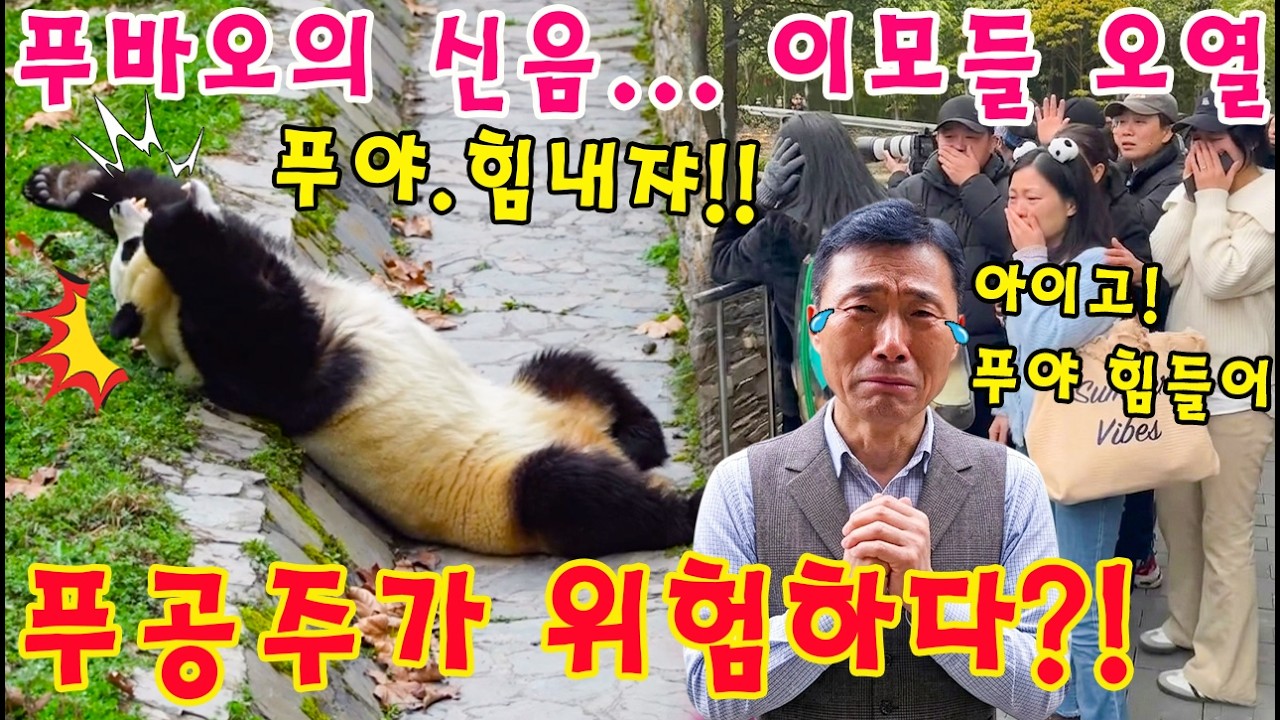 맙소사!!😱 푸바오의 애처로운 신음 소리에 가슴 무너지는 이모들💨👀 '강할부지, 당장 중국 가야 할 것 같아요' 간절한 외침😢💦