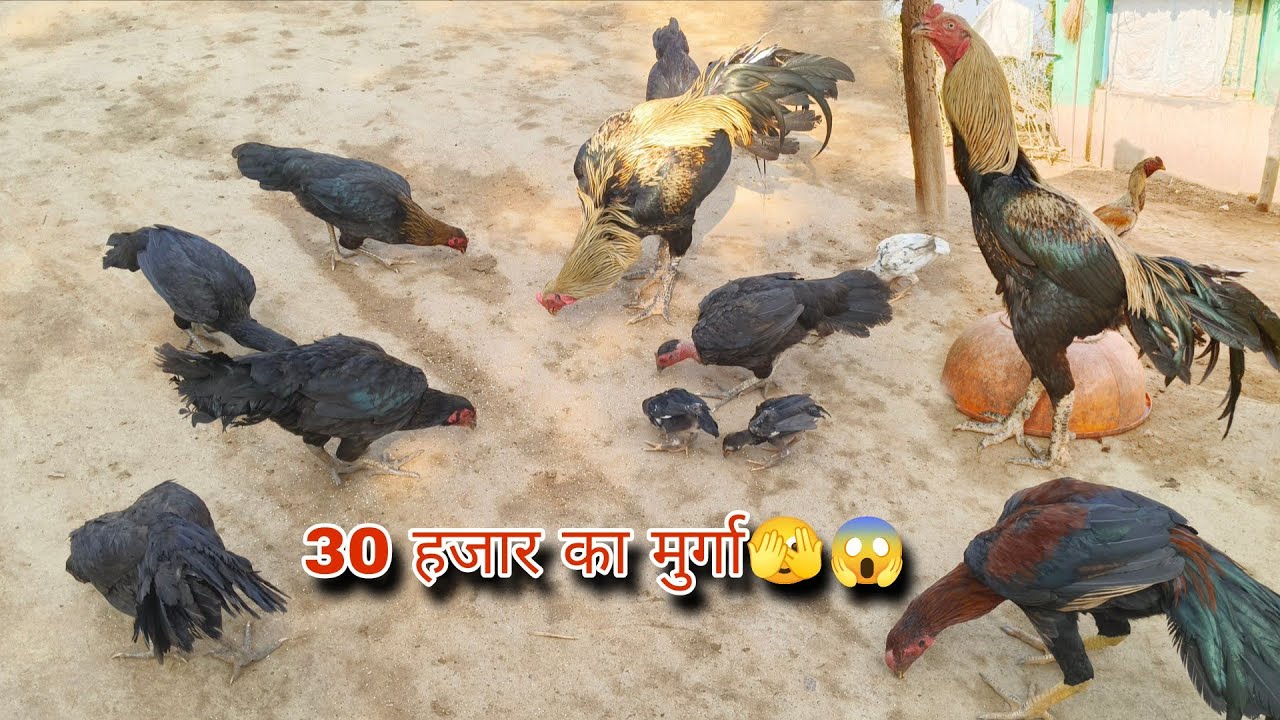 30  हजार का इतना बड़ा मुर्गा 😱 || तमिलनाडु से मंगाया 30 हजार का मुर्गा